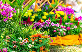 Цветы двулетние