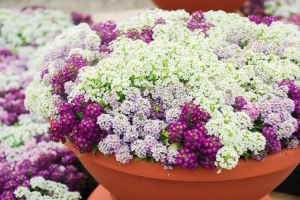 Цветы однолентие