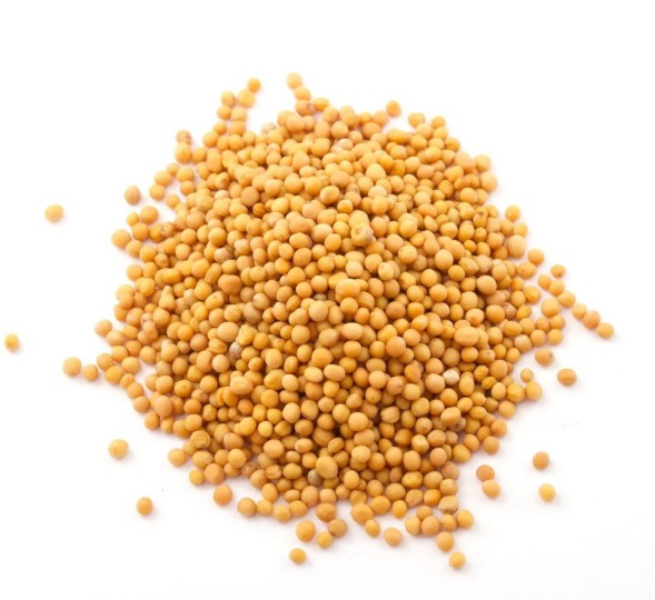  Семена горчицы 1 сорт