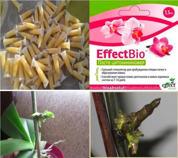  Цитокининовая паста 1,5 мл EffectBio для размножения орхидей