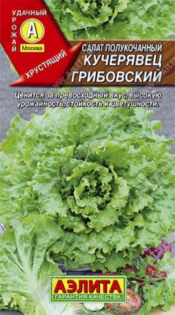 Салат Кучерявец грибовский полукочанный (Аэлита) Салат Кучерявец грибовский полукочанный (Аэлита)