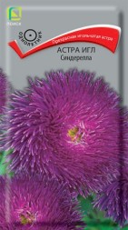 Астра Игл Синдерелла (Поиск)