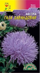 Астра Гала лавандовая ЦС
