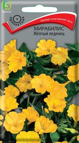 Семена Мирабилис Желтый леденец (Поиск)
