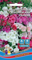 Годеция Королевский размах крупноцветковая УД