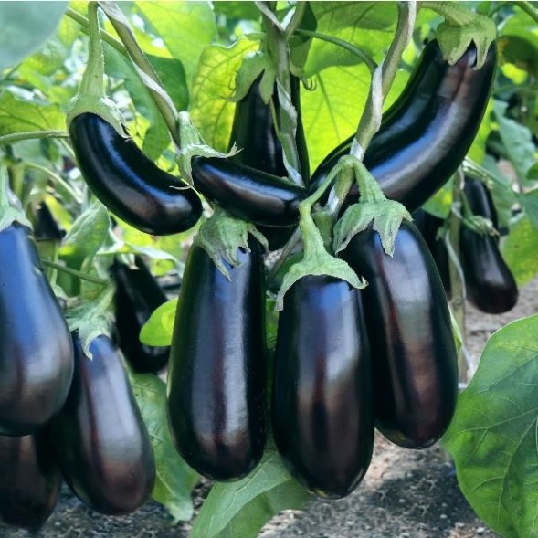 Семена Баклажан Эпик F1 (Агрос)