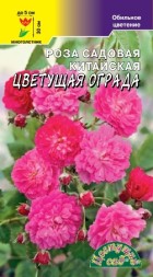 Роза китайская Цветущая ограда ЦС