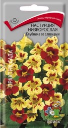 Настурция Клубника со сливами (Поиск)