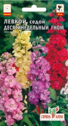 Левкой Десятинедельный Гном седой (Семена Алтая)