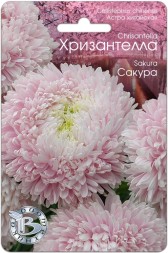 Астра китайская Хризантелла Сакура (Биотехника)