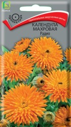 Календула Радио махровая (Поиск)