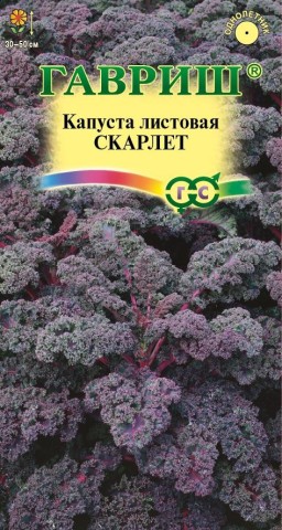 Капуста листовая, кале Скарлет (Гавриш) Капуста листовая, кале Скарлет (Гавриш)